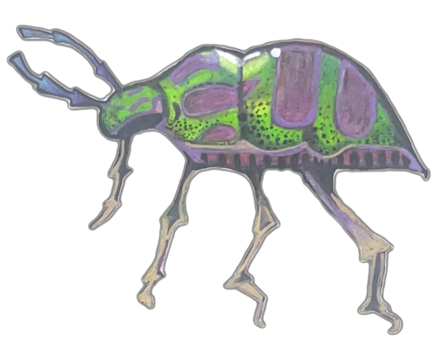 Lychee Shield Bug